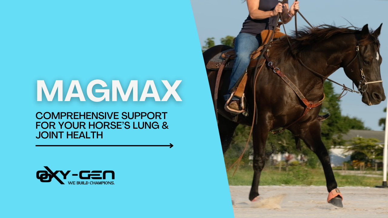 Boost Your Horse's Health with MagMax: Our #1 Supplement