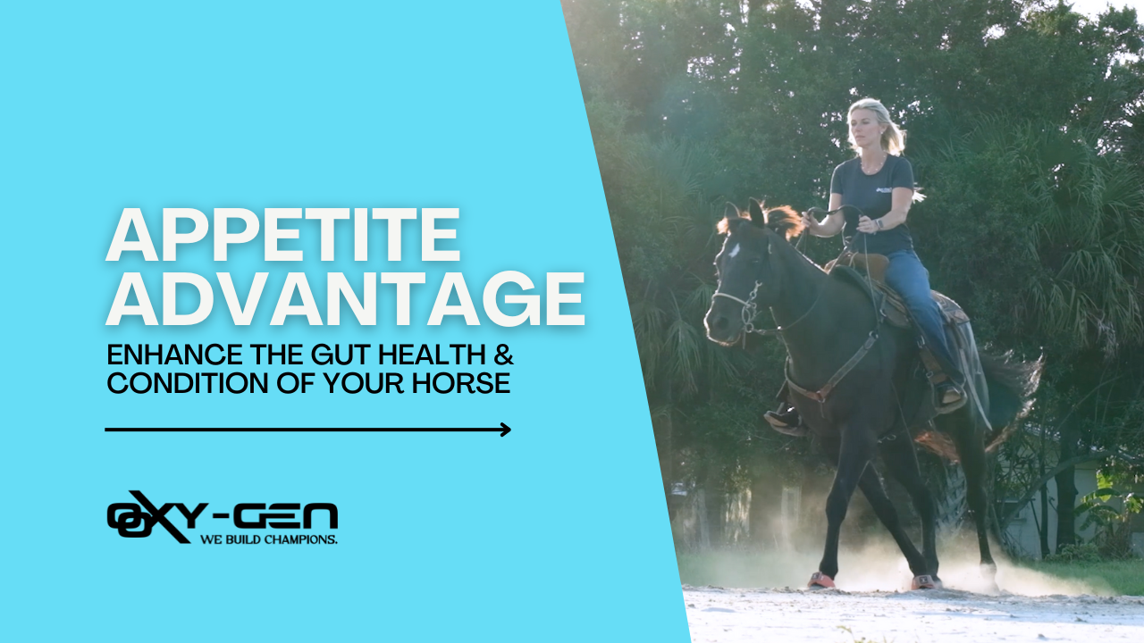 Supporting Digestive Health in Performance Horses with Oxy-Gen Equine's Appetite Advantage™