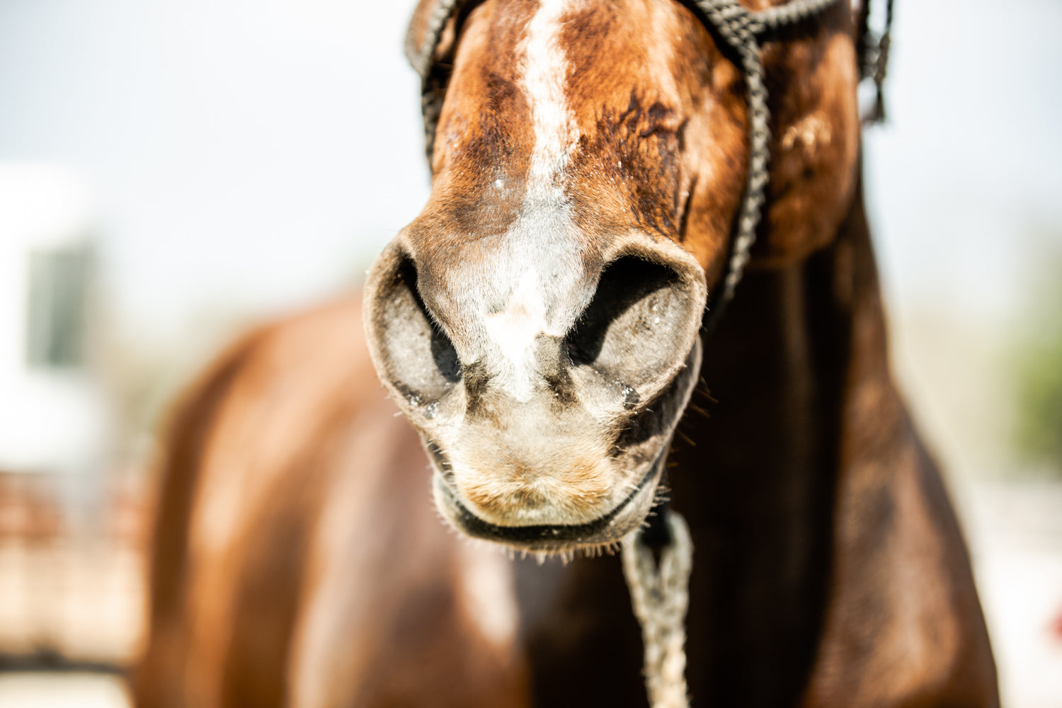 Managing Allergies in Performance Horses