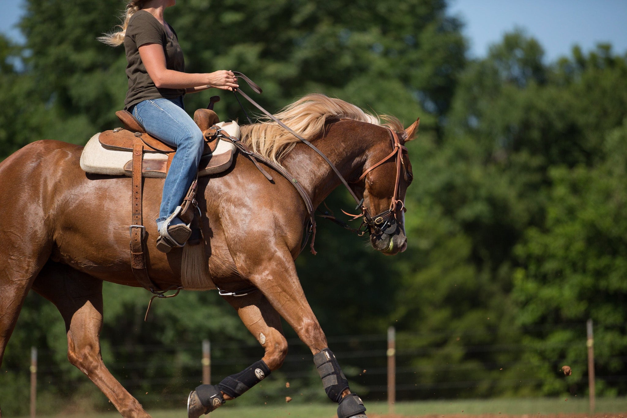 Equine Protozoal Myeloencephalitis (EPM) in Performance Horses and How to Spot it