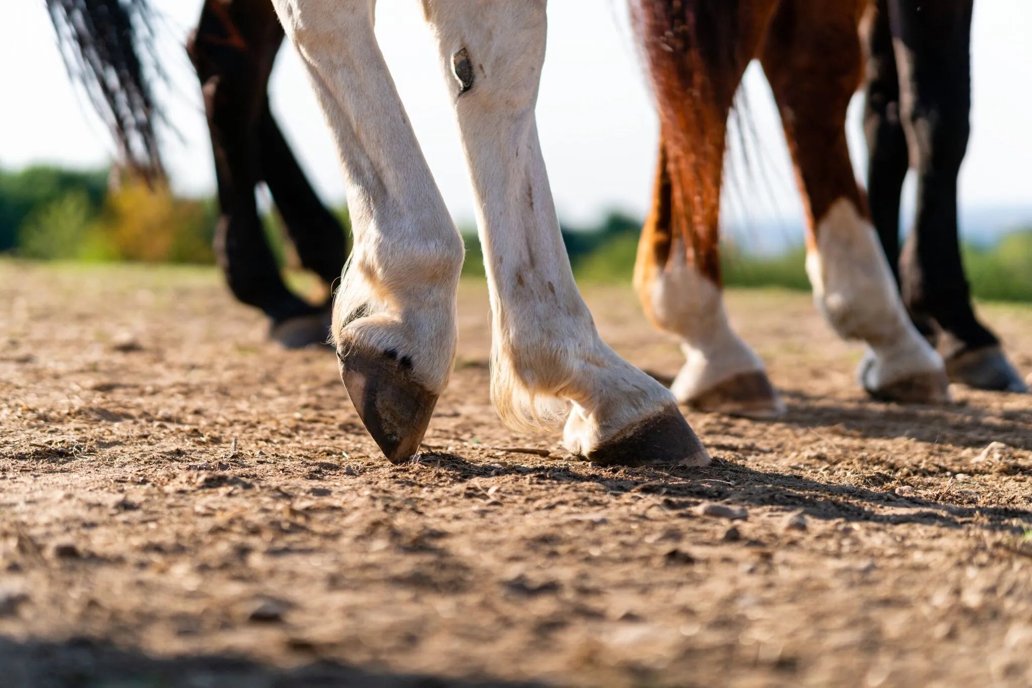 Fall Means Change — and Your Horse’s Hooves Feel It