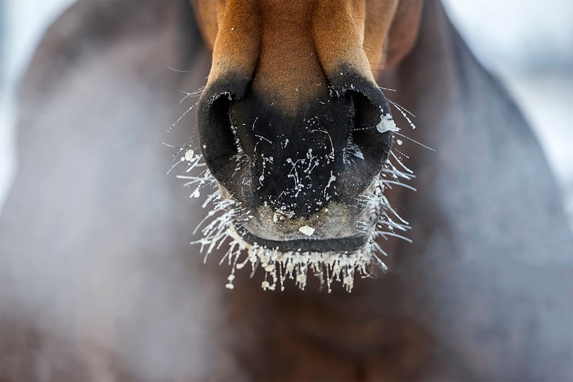 3 Ways to Support Your Horse's Health During Sudden Temperature Changes