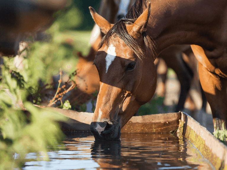 Can electrolytes help your horse through seasonal shifts?