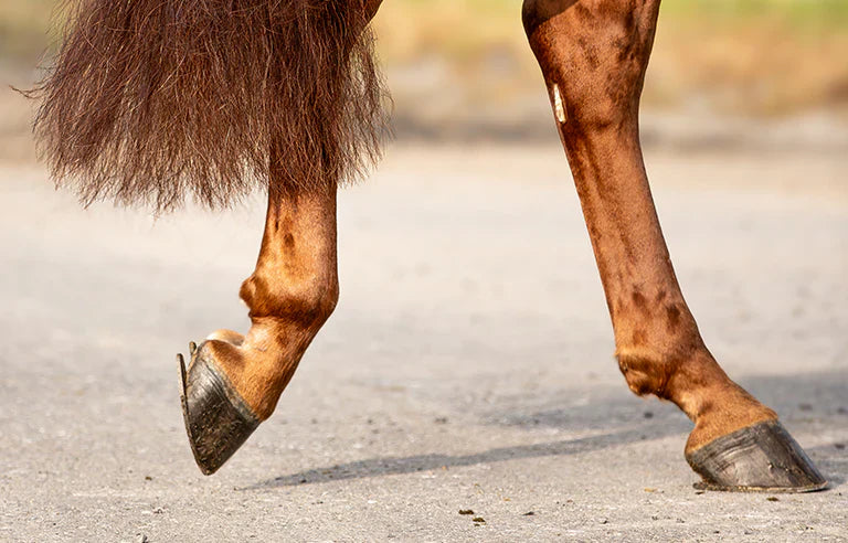 Hoof Soreness in Equine Athletes: The Foundation of Performance Starts from the Ground Up