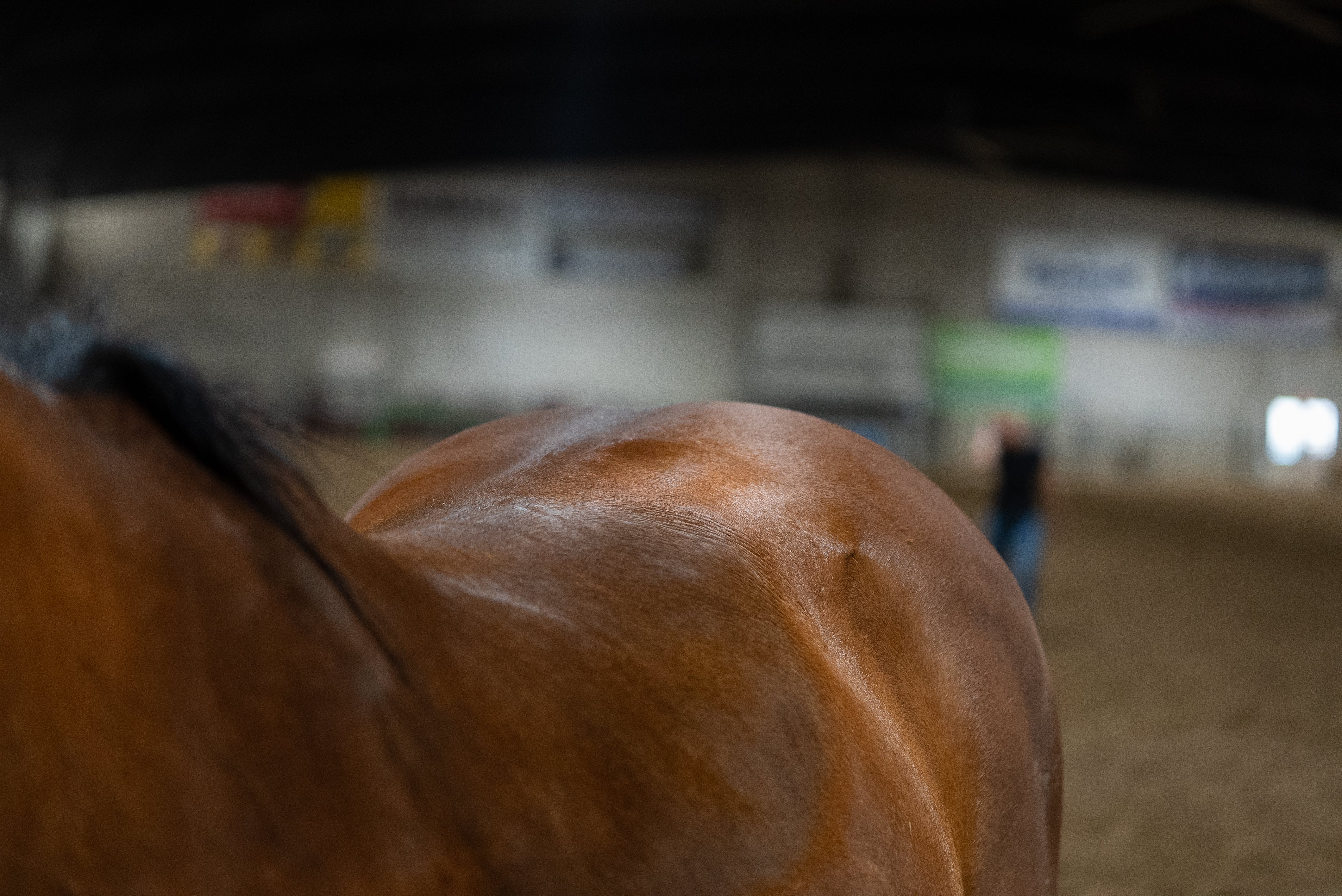 Building the Equine Topline: Why Diet Matters for Performance – Oxy-Gen ...