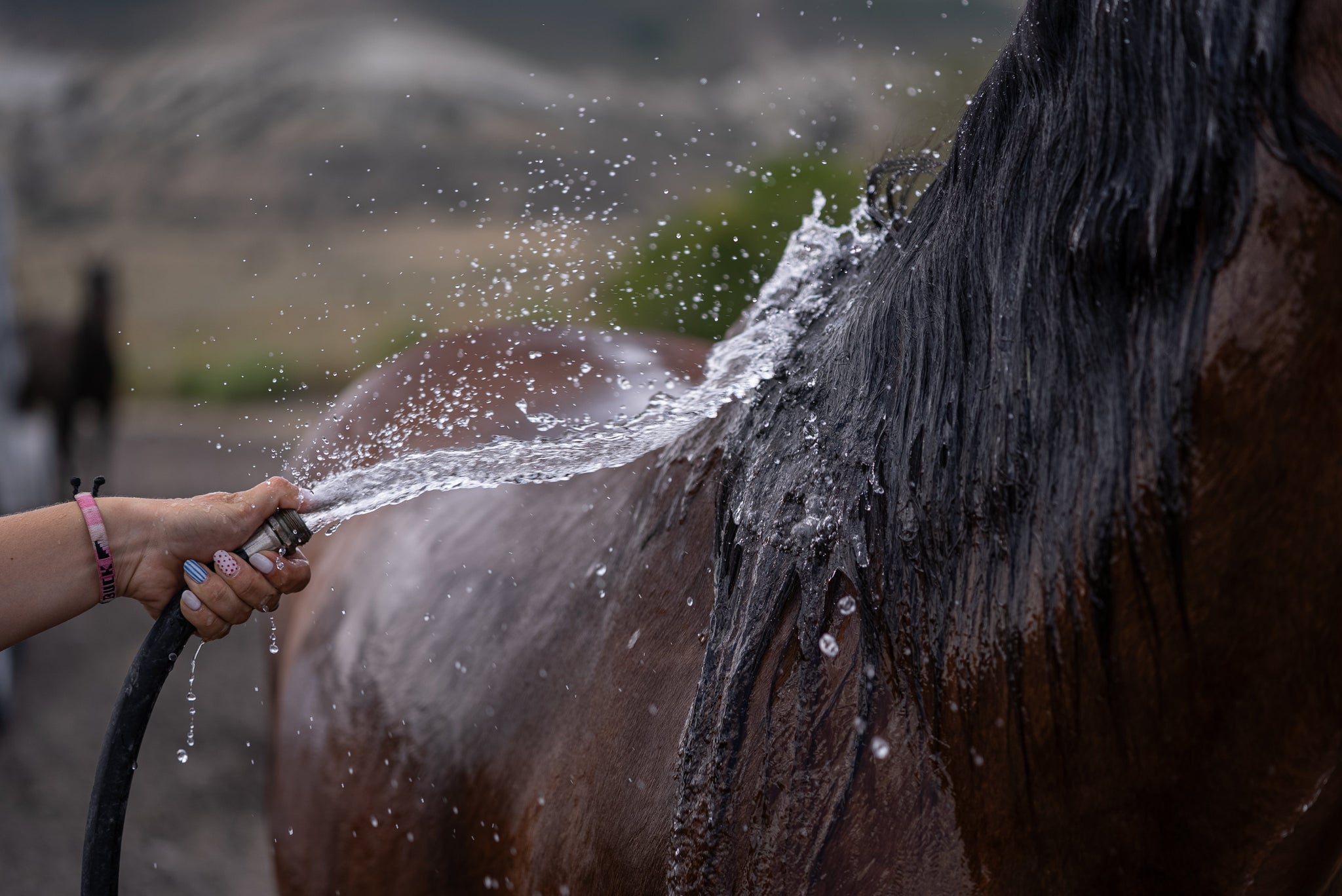 Why It’s Critical for Horses to Sweat—And What It Means If They Don’t