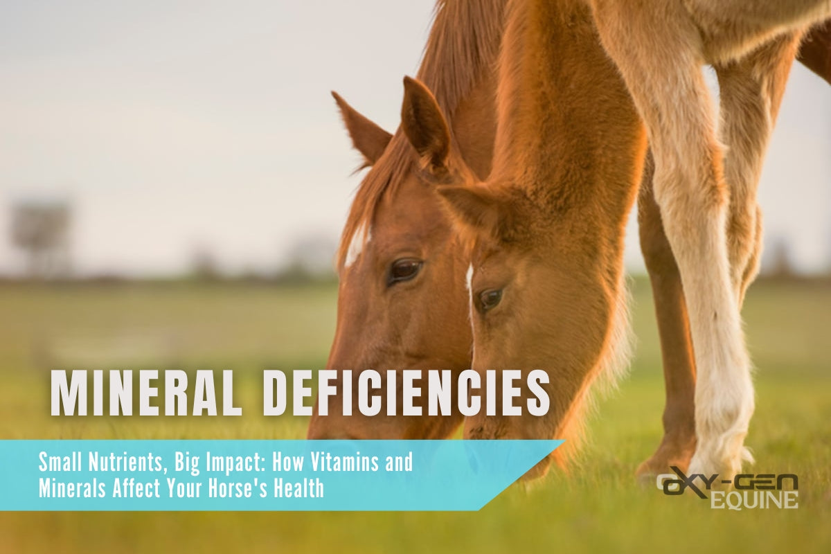 Small Nutrients, Big Impact: How Vitamins and Minerals Affect Your Horse's Health