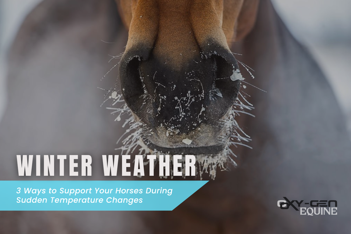 3 Ways to Support Your Horse's Health During Sudden Temperature Changes