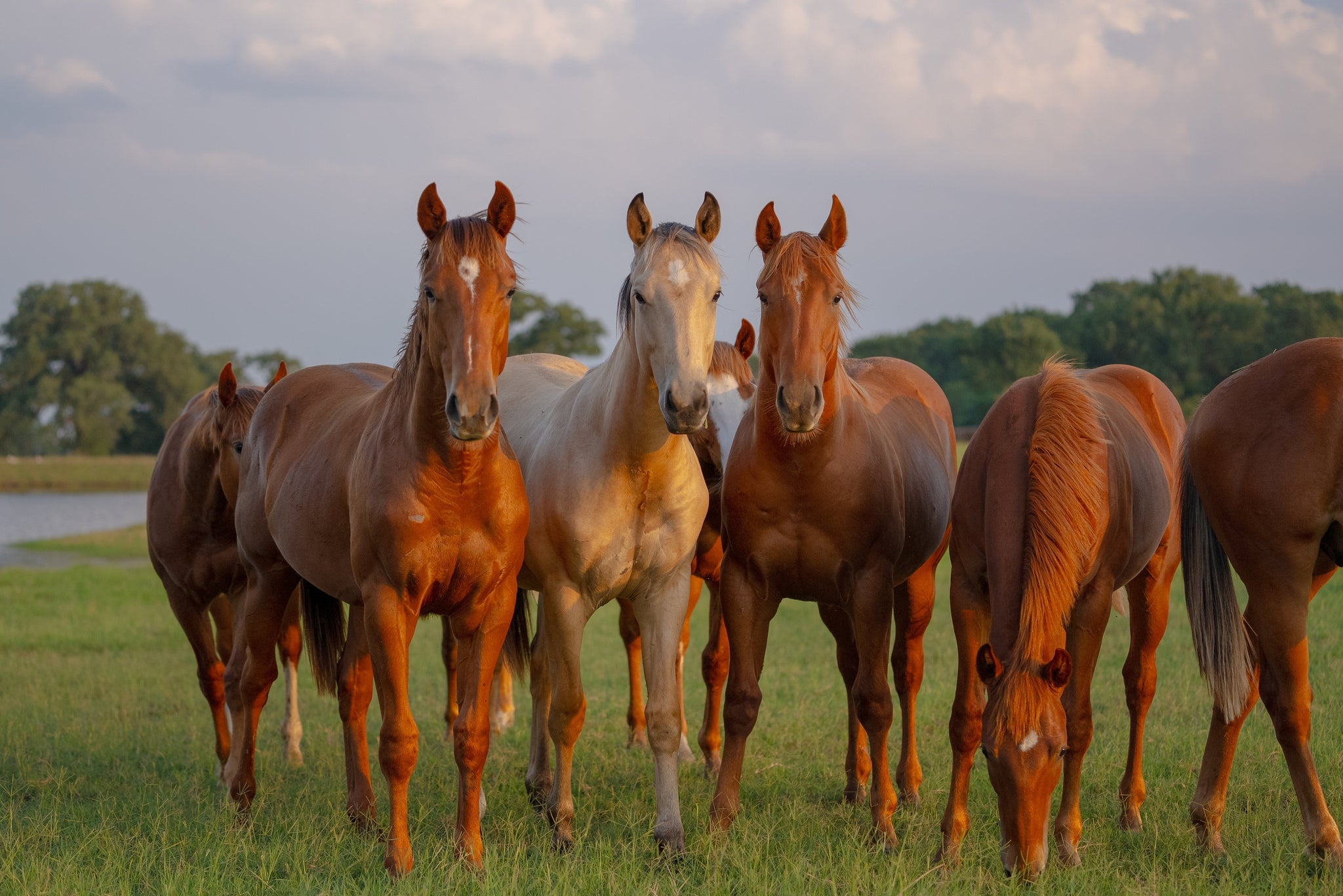 Spring Fever: How to Keep Your Horse Healthy as the Seasons Change