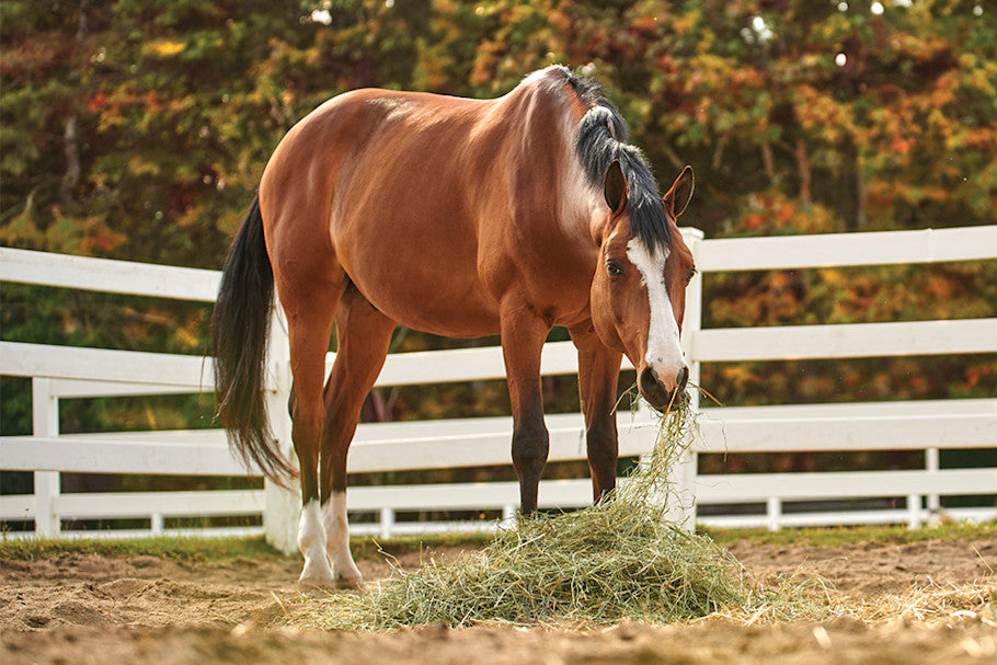 Equine Digestion: Why Gut Health Is the Key to Performance and Well-Being