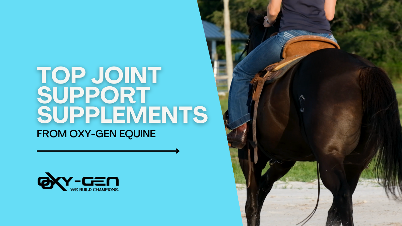 Revolutionize Your Horse's Joint Health: A Guide to XT10, Xtreme Joint Oil, and Triple Threat Paste